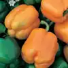 Golden California Wonder Bell Pepper