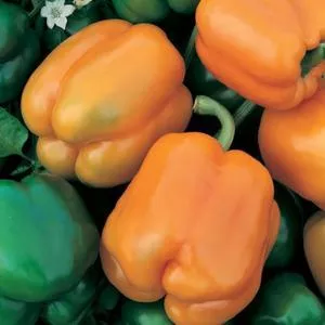 Golden California Wonder Bell Pepper