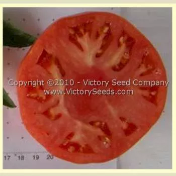 Crimson Cushion Tomato