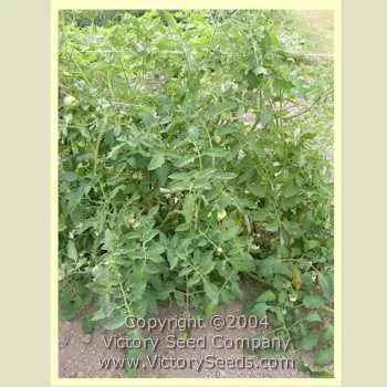 Special Turkish Tomato