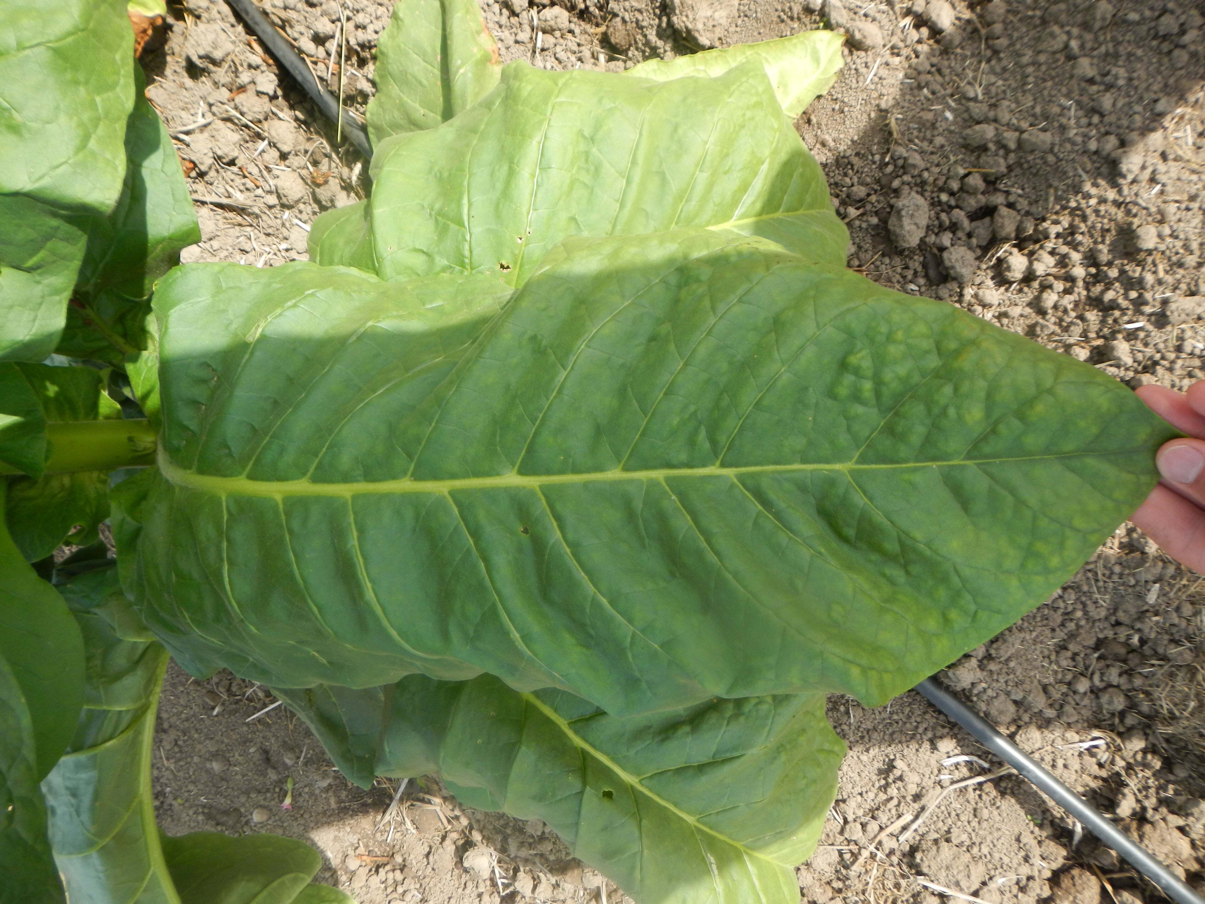 Pennsylvania Red Tobacco