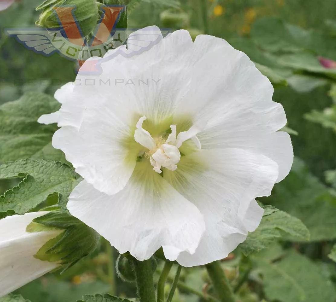 Hollyhock, Single Mix