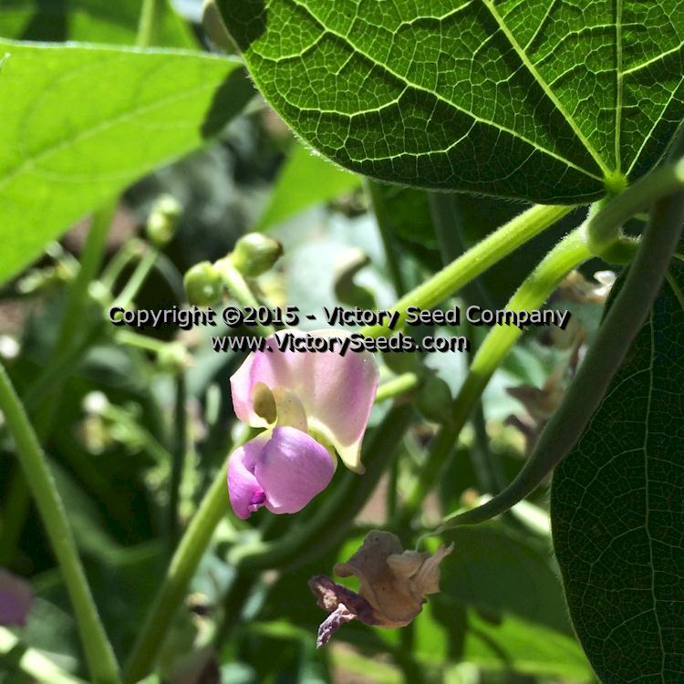 Spartan Arrow Garden Bean