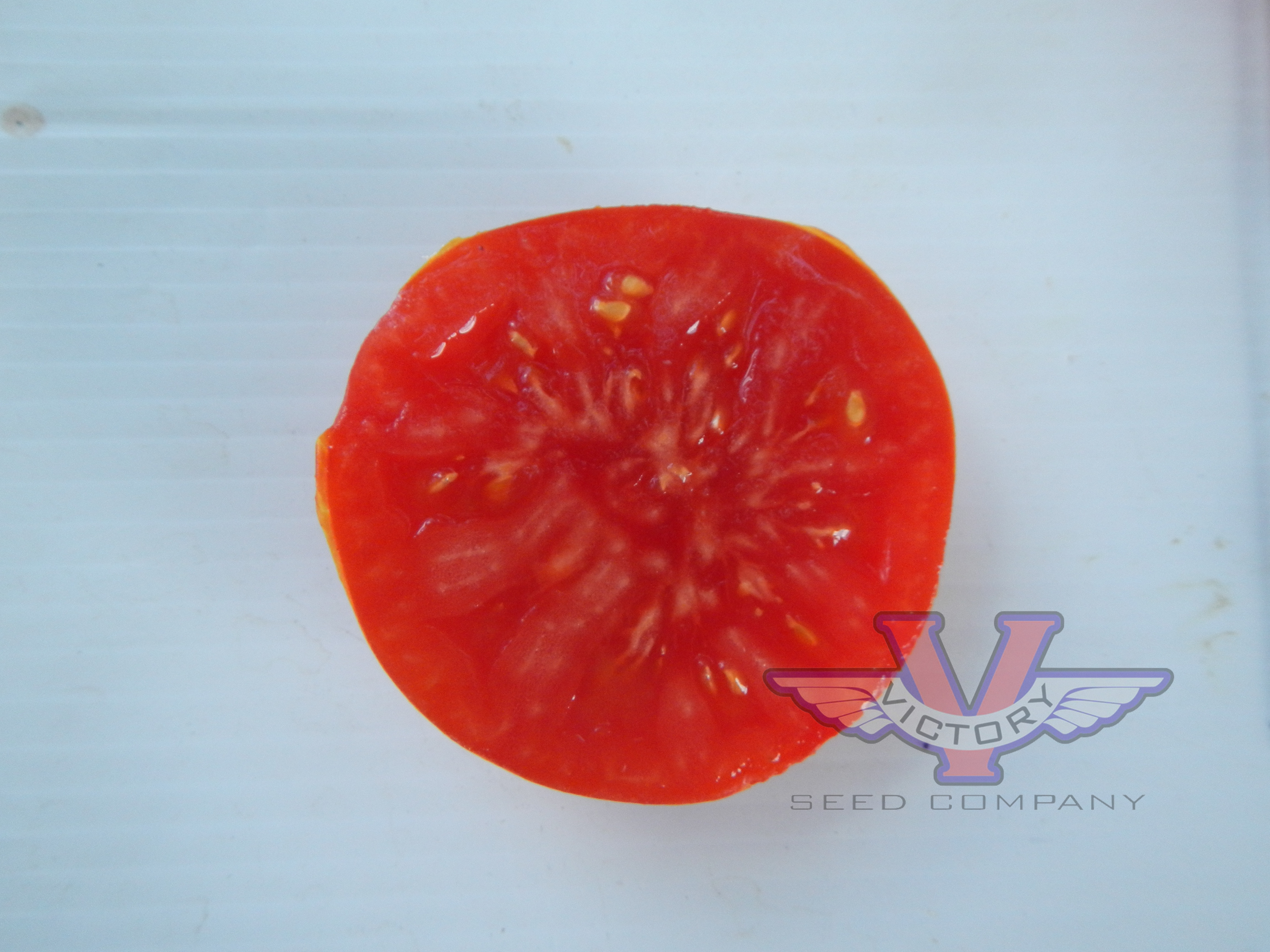 Dixville Tomato