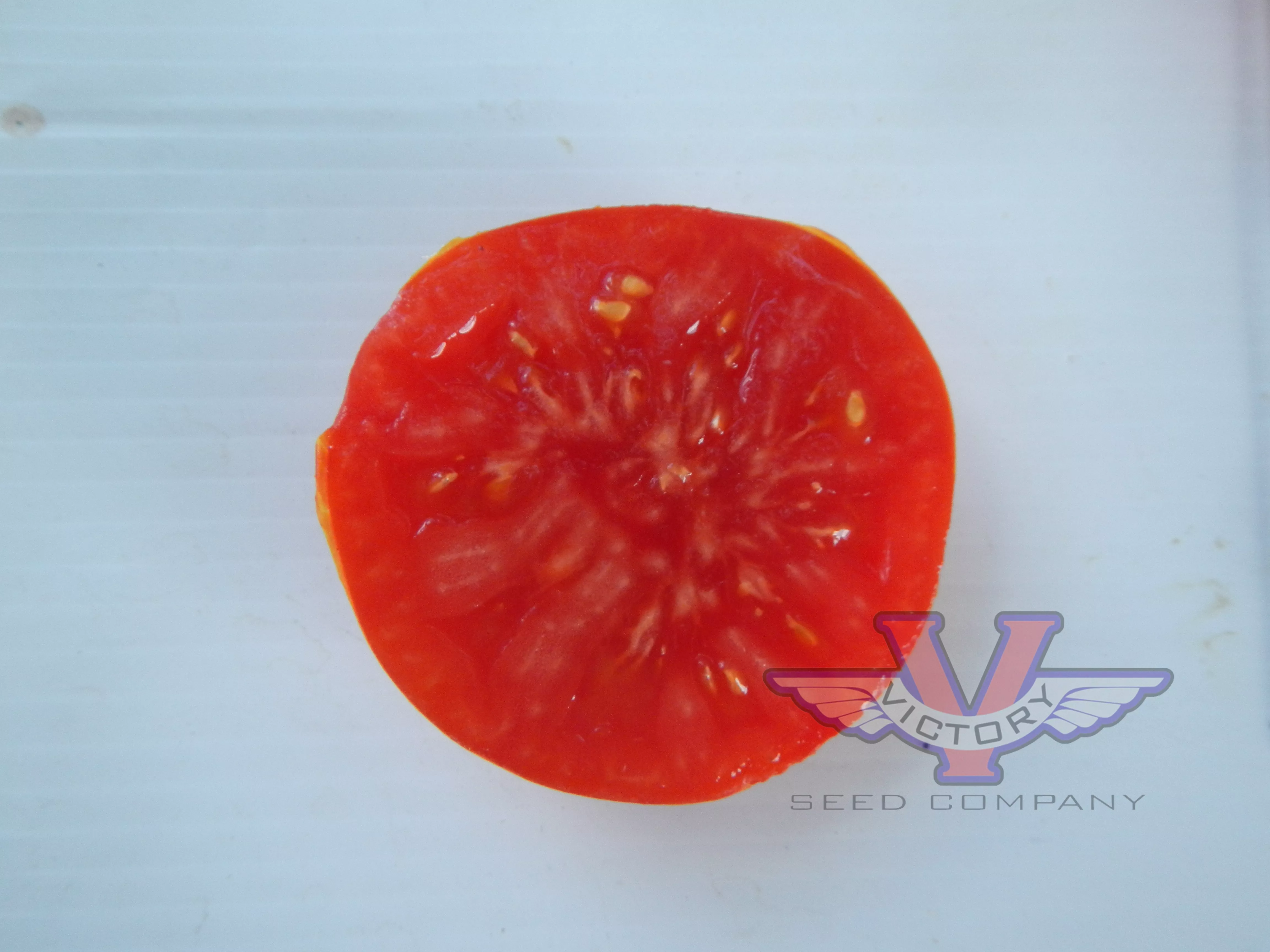 Dixville Tomato