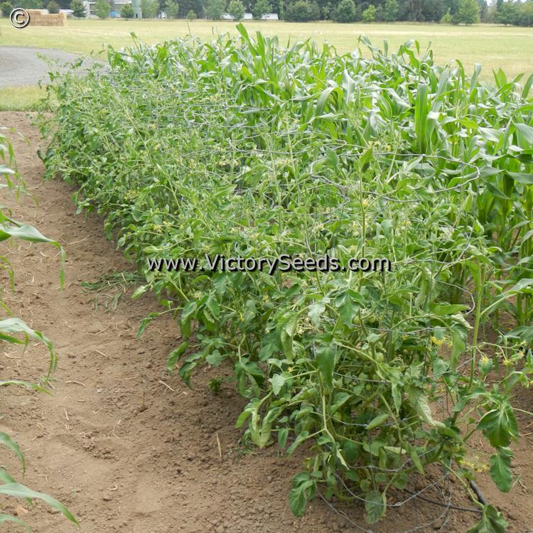 Stephania Heritage Tomato