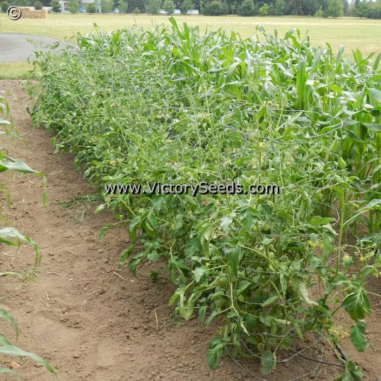 Stephania Heritage Tomato