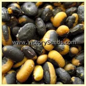 An Dunscaja Soybean