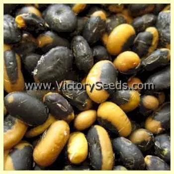 An Dunscaja Soybean