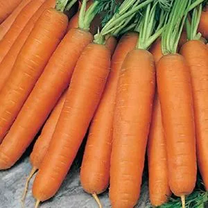 Scarlet Nantes Carrot