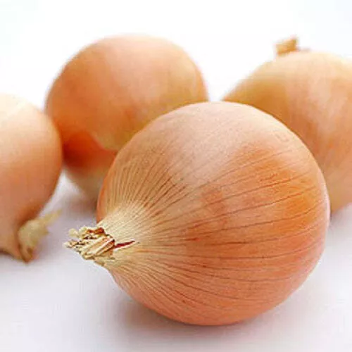 Yellow Granex PRR F1 Onion