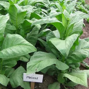 Madole Tobacco