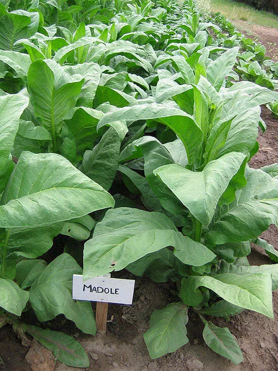Madole Tobacco