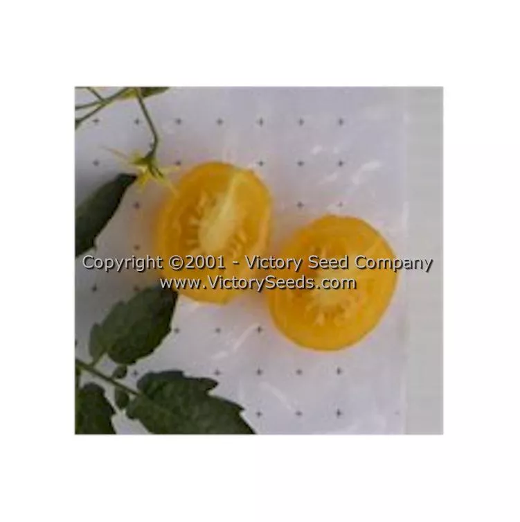 Yellow Plum Tomato
