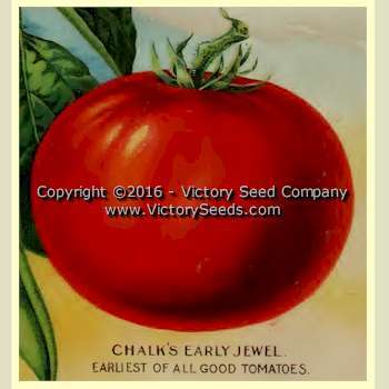 Chalk's Early Jewel Tomato