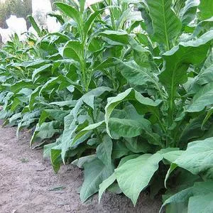 Shirey Tobacco