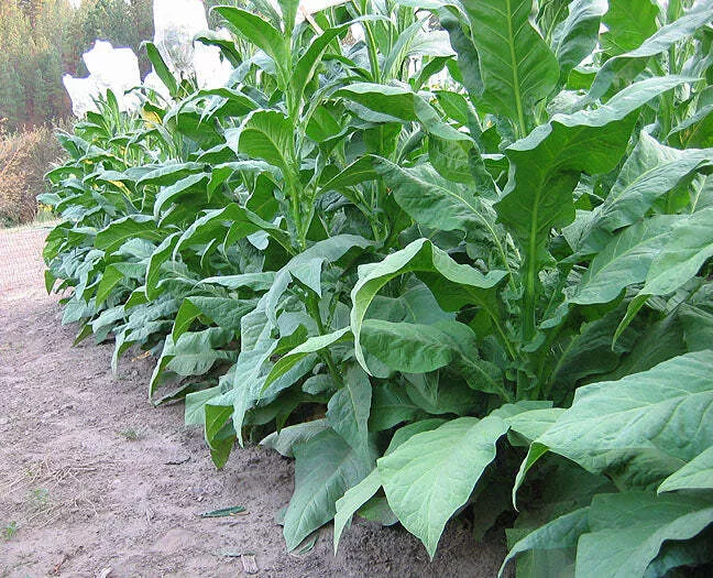 Shirey Tobacco