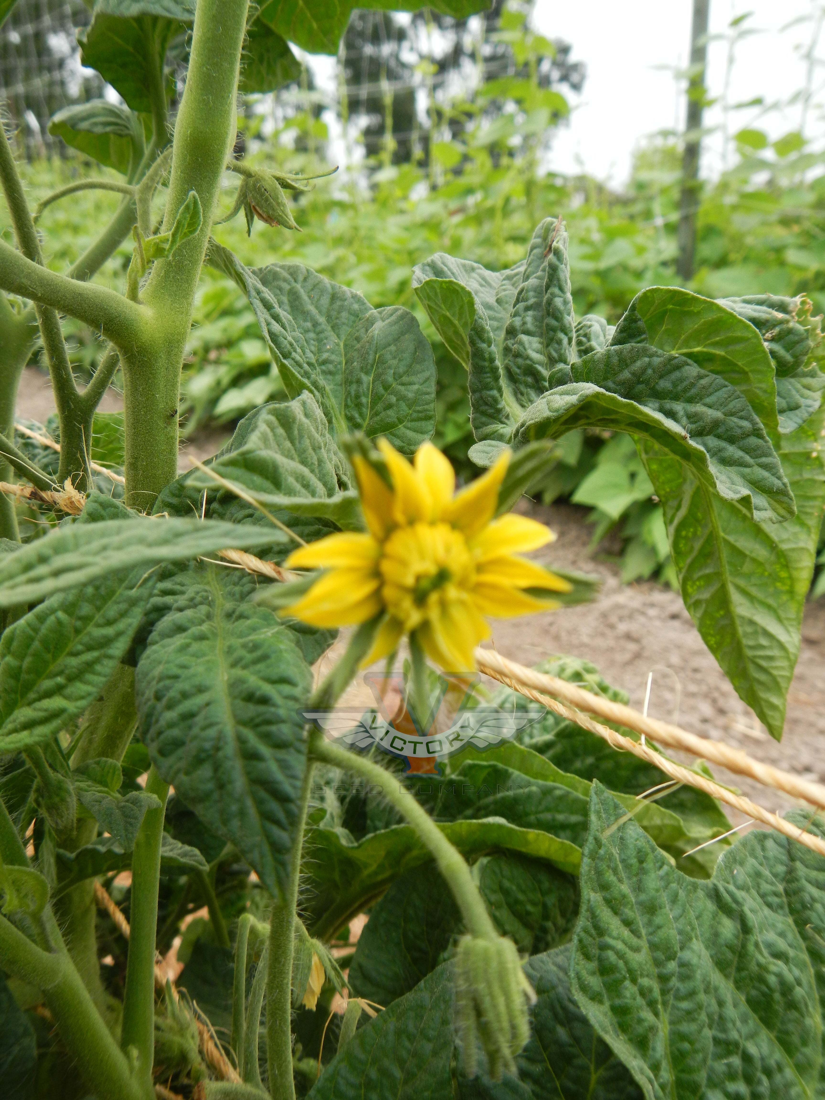 Sweet Scarlet Dwarf Tomato