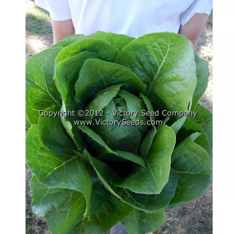 Parris Island Cos Romaine Lettuce