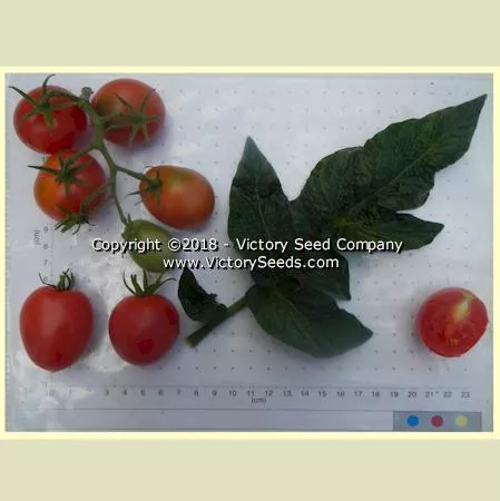 Dwarf Bendigo Blush Tomato