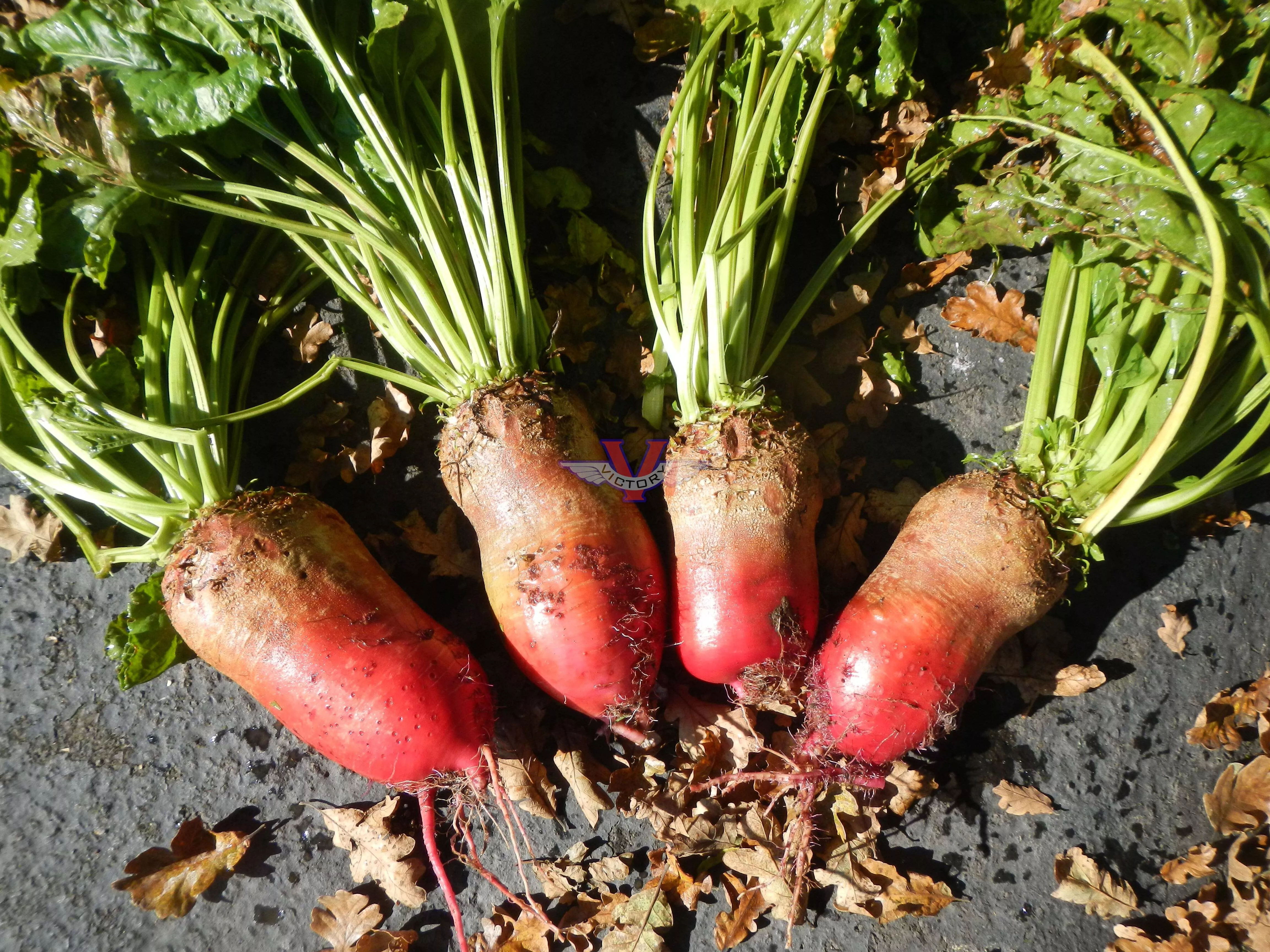 Red Mammoth Fodder Beet