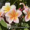 Plumeria 'Compact Mix'