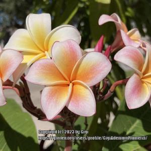 Plumeria 'Compact Mix'