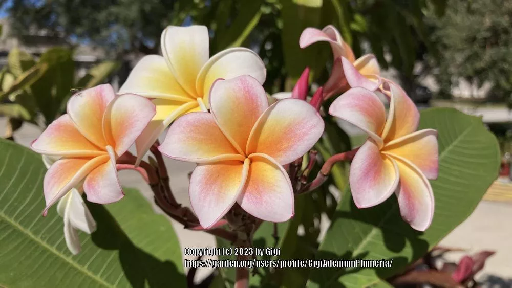 Plumeria 'Compact Mix'
