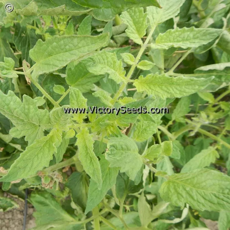 Bell's German Pink Tomato