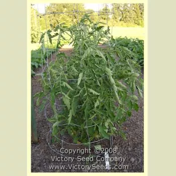 Malinovaya Grusha Tomato