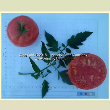 Louisiana Gulf State Tomato