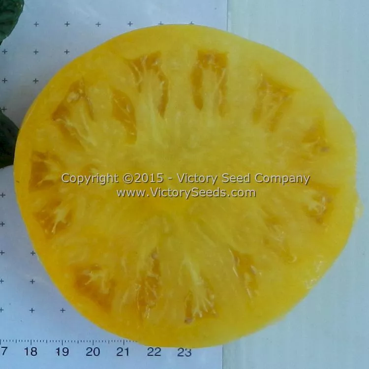 Summer Sweet Gold Tomato