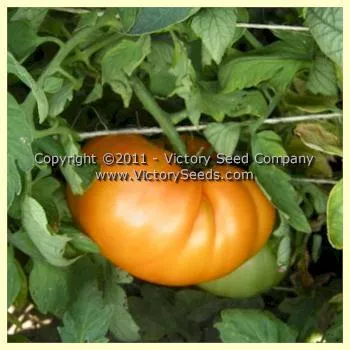 Orange Minsk Tomato