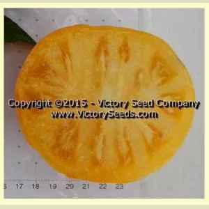 Sean's Yellow Dwarf Tomato
