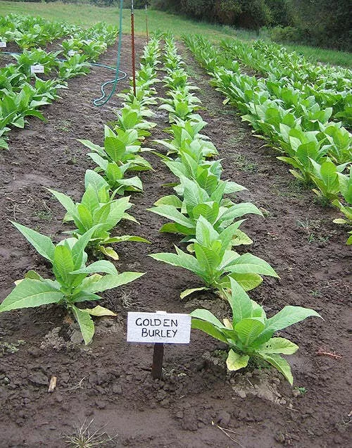 Golden Burley Tobacco