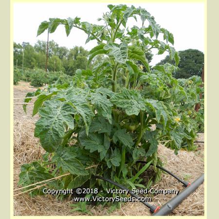 Dwarf Sarah's Red Tomato