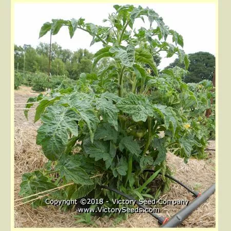 Dwarf Sarah's Red Tomato