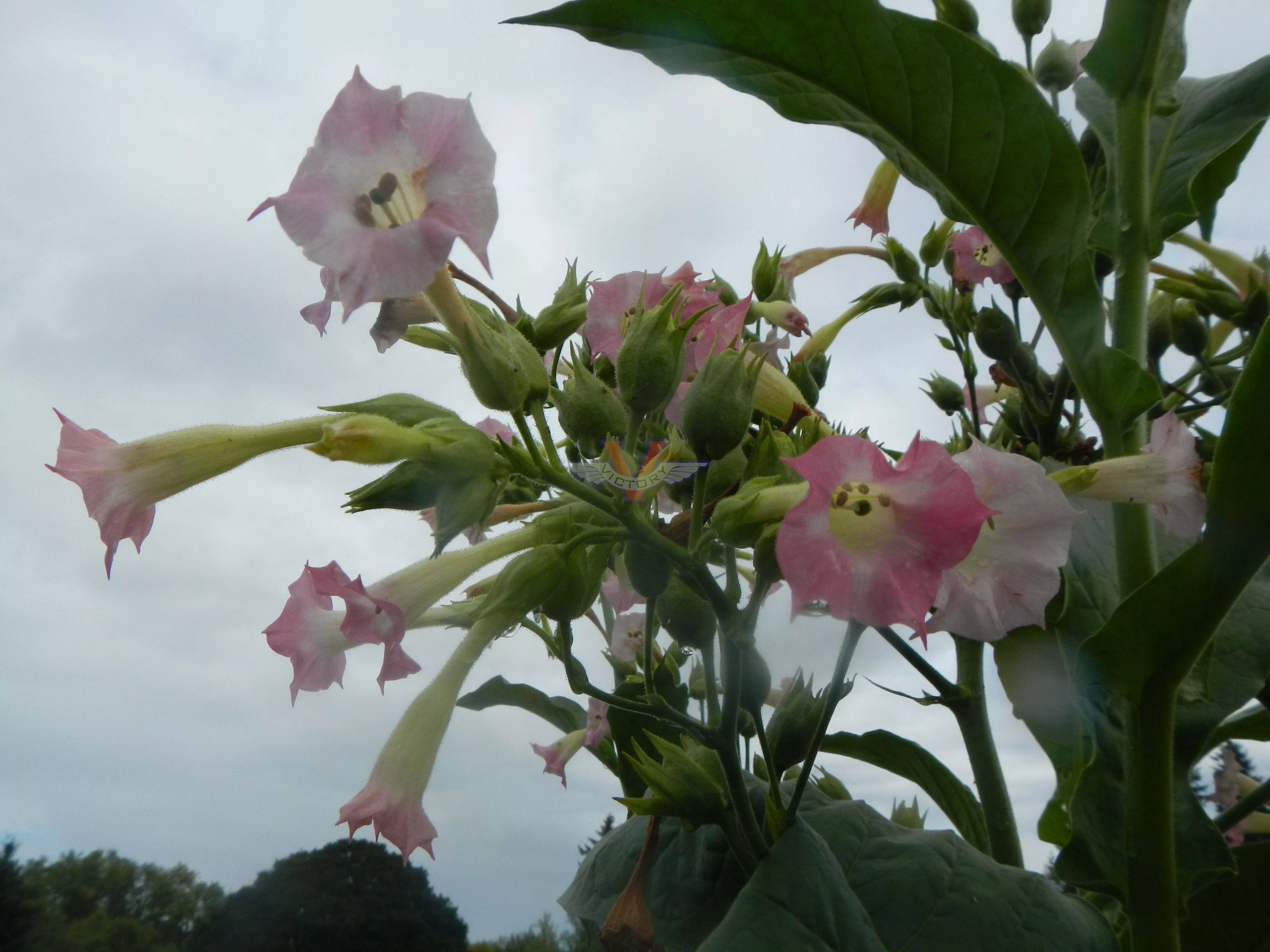 Carolina Bright Tobacco