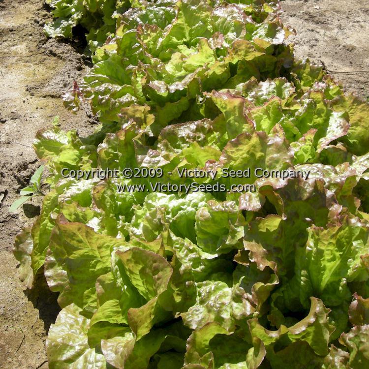 Prizehead Leaf Lettuce