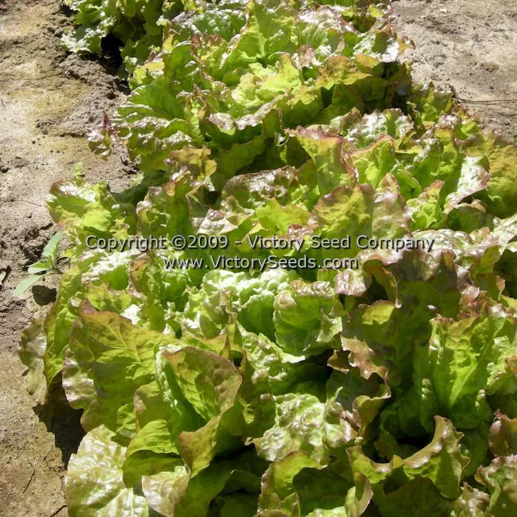 Prizehead Leaf Lettuce