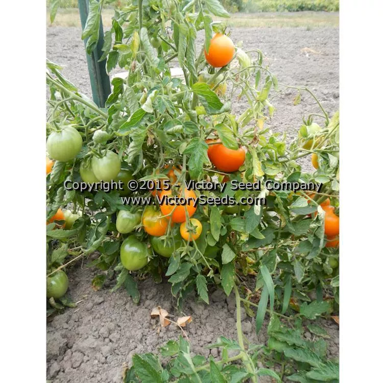 Faribo Golden Heart Tomato