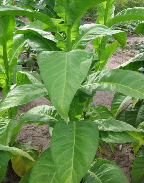 Cigar Wrapper (Dominican Republic) Tobacco