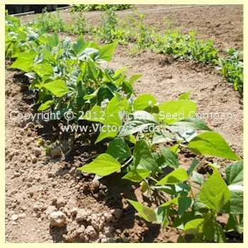Slenderette Bush Green Garden Bean