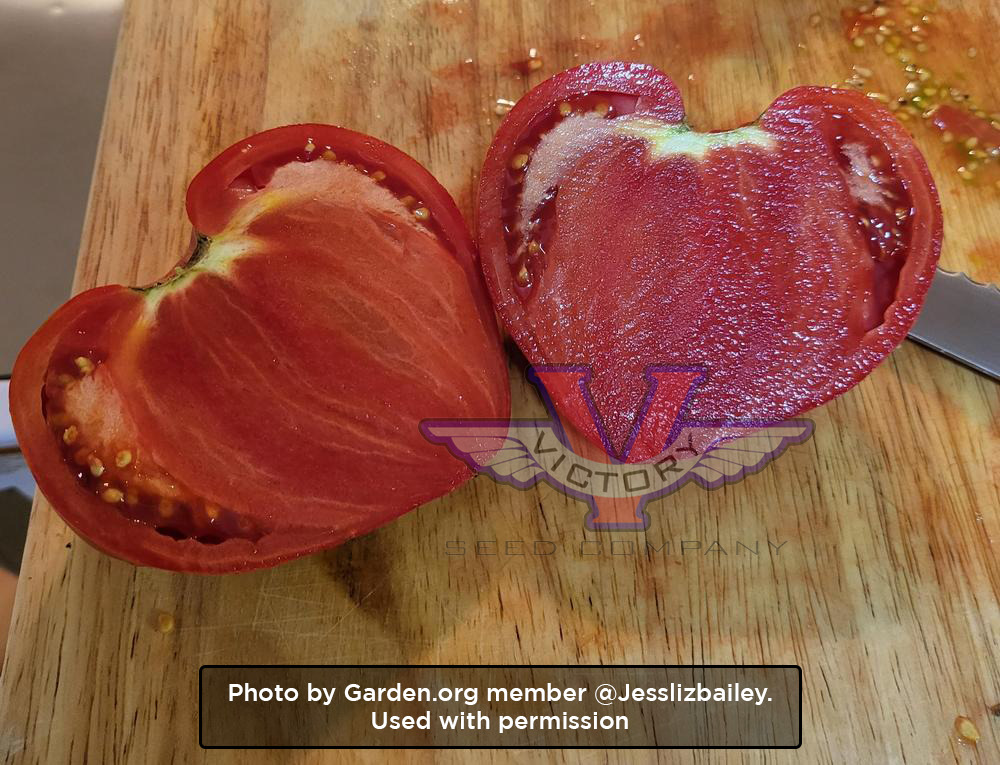 Dwarf Stony Brook Heart Tomato
