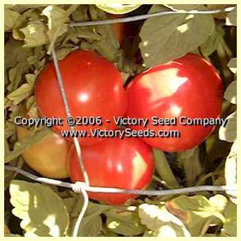 Earliana Tomato