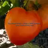 Dwarf Buddy's Heart Tomato