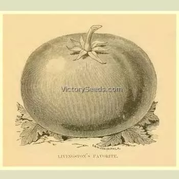 Livingston's Favorite Tomato