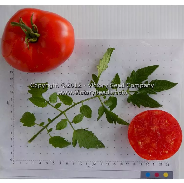 Millet's Dakota Tomato