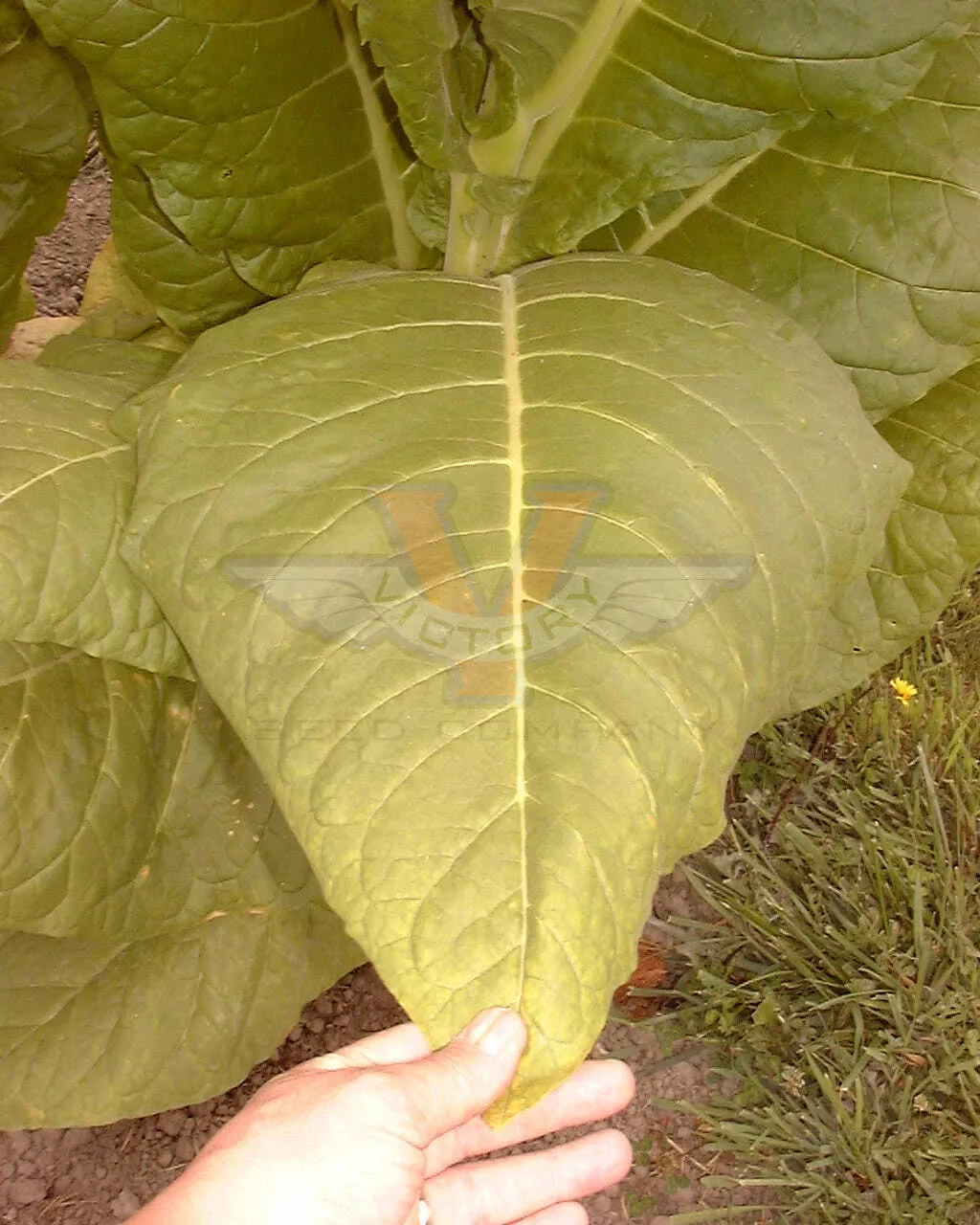 TN86 Burley Tobacco