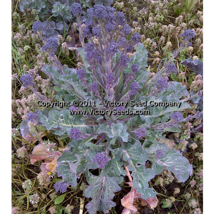 Early Purple Sprouting Broccoli